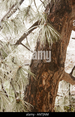 Pine needles encased in ice. Stock Photo