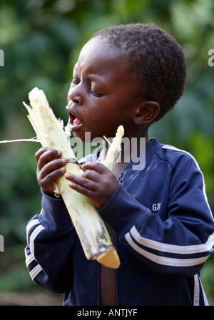 boy chewing sugarcane, Tansania Stock Photo