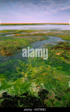 Keyhaven salt marshes Hampshire UK Stock Photo