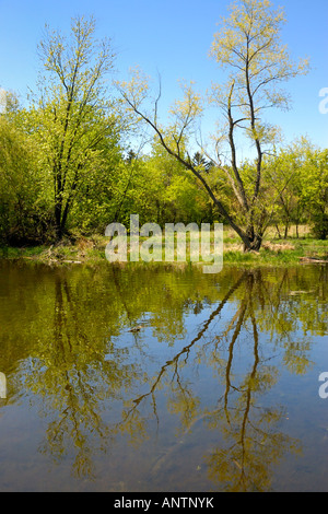 Water reflections in Spring Valley Nature Preserve in Schaumburg Illinois USA Stock Photo