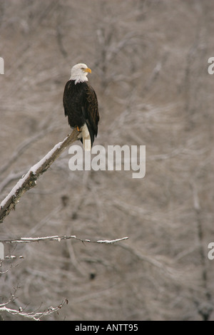 Bald eagles, Alaska Stock Photo