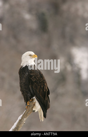 Bald eagles, Alaska Stock Photo