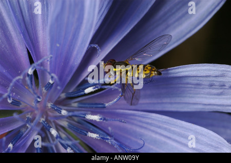 Germinating fly Toxomerus geminatus syrphid fly on a chickory flower Stock Photo