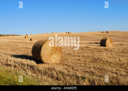 Hay bales in a field in Tuscany Italy Stock Photo