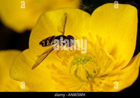 Germinating fly Toxomerus geminatus on a yellow flower. Stock Photo