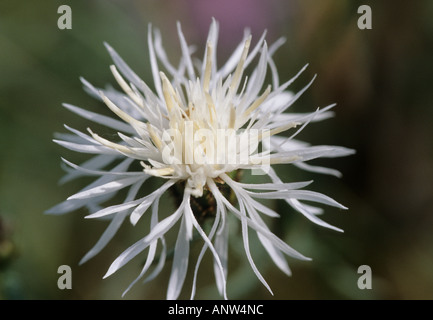 Spotted Knapweed, Centaurea maculosa Stock Photo