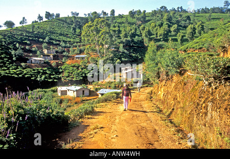Villagers walking along a local dirt track road near Nuwara Eliya small horticultural plots in August Stock Photo