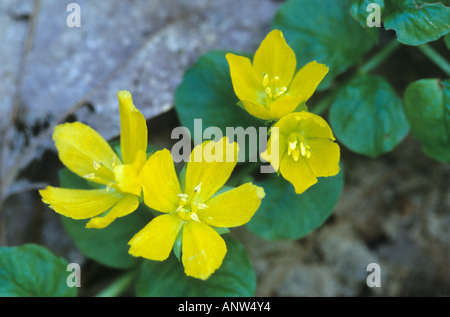 Moneywort, Lysimachia nummularia Stock Photo