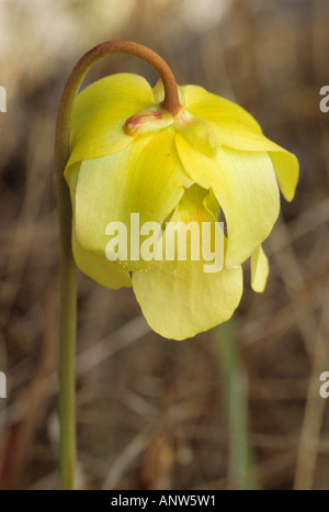 Trumpet Pitcher Plant or Yellow Pitcher Plant, Sarracenia alata Stock Photo