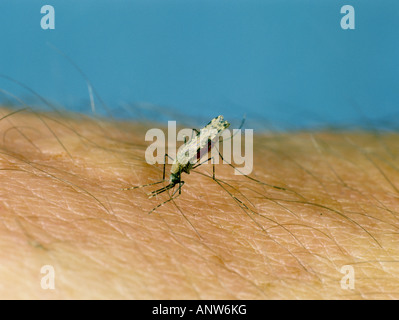 African malaria vector mosquito Anopheles gambiae feeding on human hand Stock Photo