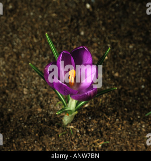 Third in a series of photographs showing the opening of a crocus flower Stock Photo