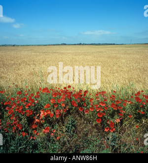 Corn poppies Papaver rhoeas flowering in the headland of a ripe barley field Cambridgeshire Stock Photo