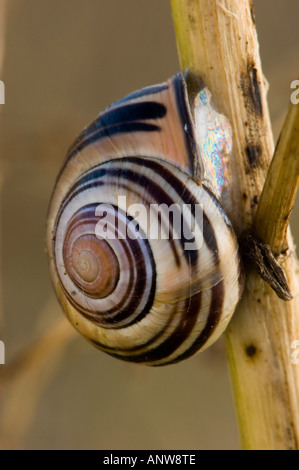 Grovesnail (Cepaea nemoralis) Introduced European species Manitoulin Island Ontario Stock Photo