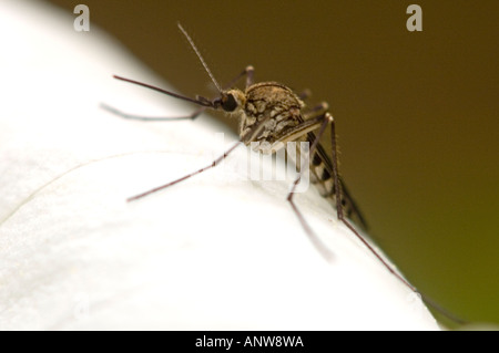 Mosquito resting on trillium flower Kagawong Manitoulin Island Ontario Stock Photo