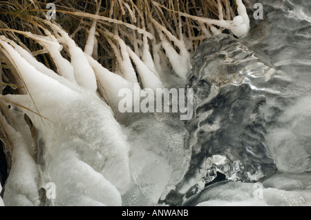 Winter abstract Ice coated grasses along shore of small cascade, Greater Sudbury Ontario Stock Photo
