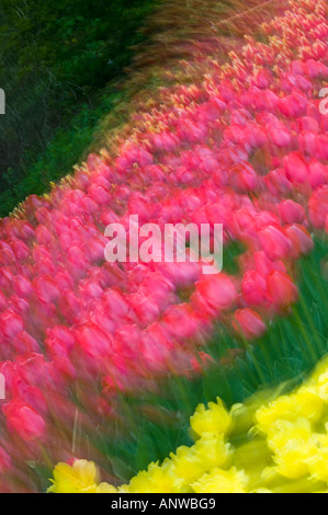 Canadian Tulip Festival fantasy Tulip beds at Commissioner s Park. Ottawa, Ontario Stock Photo