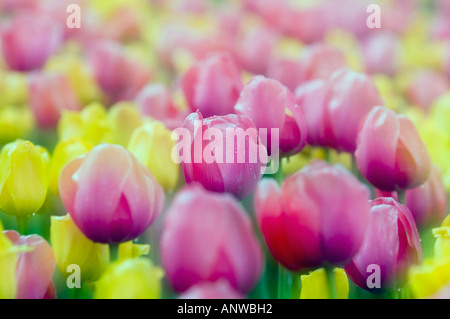 Canadian Tulip Festival fantasy Tulip beds at Commissioners Park. Ottawa, Ontario Stock Photo