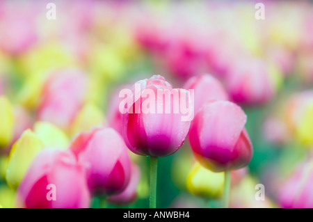 Canadian Tulip Festival fantasy Tulip beds at Commissioners Park. Ottawa, Ontario Stock Photo