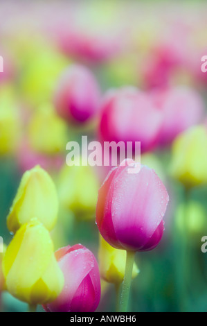 Canadian Tulip Festival fantasy Tulip beds at Commissioners Park. Ottawa, Ontario Stock Photo