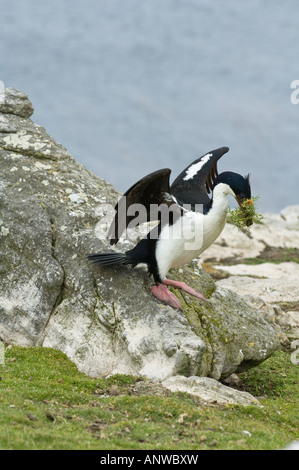 Imperial Shag (Phalacrocorax atriceps albiventer) adult collecting nesting material Pebble Island West Falkland South Atlantic Stock Photo