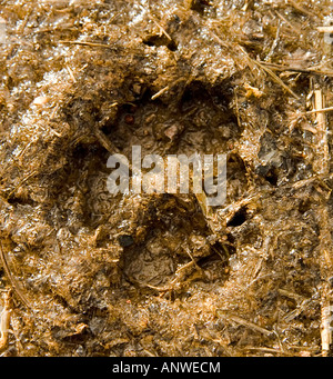 dogs paw print frozen in grassy mud in winter Stock Photo