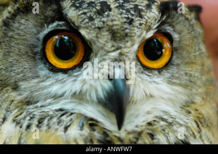 Eagle owl ( bubo bubo ), portrait Stock Photo