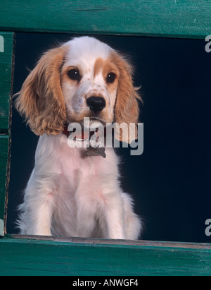 Cocker Spaniel Puppy Portrait in Kennel Stock Photo