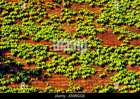 Ivy growing on brick wall Beacon Hill Boston MA Stock Photo