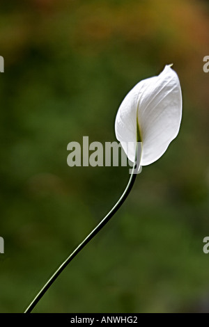 GUATEMALA ANTIGUA Peace lily Spathiphyllum
