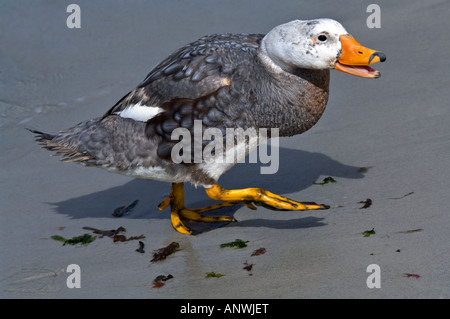 The endemic Falkland Steamer Duck Tachyeres brachydactyla white headed very old male territory defence behaviour Falklands Stock Photo