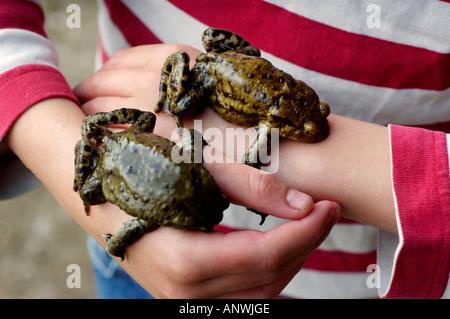 Two common European toads ( Bufo bufo ) lying on the hands of a child seven-year-old Stock Photo