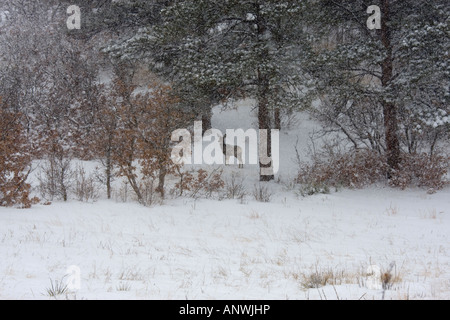 Lone doe deer stands silently in a snowy meadow on a cold Colorado winter day Stock Photo