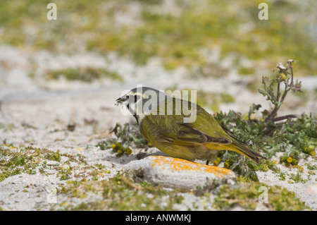 Black throated, Canary winged (Finch Melanodera m. melanodera) adult male feeds on seeds, Carcass Island, West Falkland Stock Photo