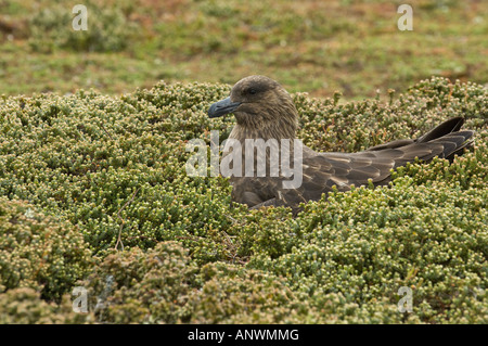 Brown skuas (Catharacta antarctica) sitting on nest, Pebble Island, West Falkland, South Atlantic Ocean Stock Photo