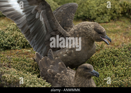 Brown skuas (Catharacta antarctica) adult pair defending the nest, Pebble Island, West Falkland, South Atlantic Ocean Stock Photo