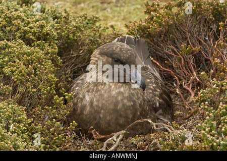 Brown skuas (Catharacta antarctica) sitting on nest Incubating eggs, Pebble Island, West Falkland South Atlantic Ocean Stock Photo