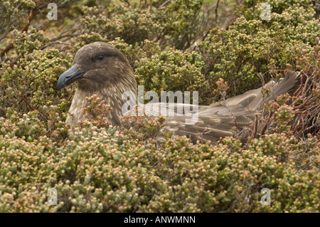 Brown skuas (Catharacta antarctica) sitting on eggs Pebble Island West Falkland South Atlantic Ocean Stock Photo