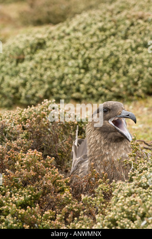 Brown skuas (Catharacta antarctica) sitting on nest calling ,Pebble Island, West Falkland, South Atlantic Ocean Stock Photo