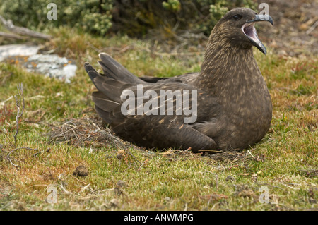 Brown skuas (Catharacta antarctica) sitting on nest calling, Pebble Island, West Falkland, South Atlantic Ocean Stock Photo