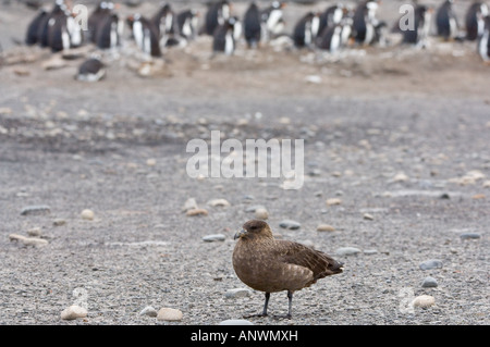 Brown skuas (Catharacta antarctica) adult patrols the perimeter of the penguin colony Sea Lion Island East Falkland Stock Photo