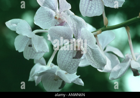 Vanda Hybrid Rothschildiana (Vanda 'Rothschildiana' (Vanda Coerulea X ...