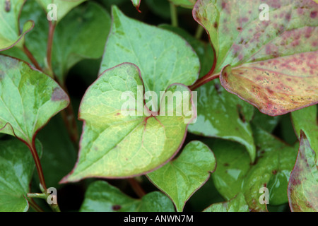 Chinese lizard tail, Chameleon plant, Fishwort, Heartleaf, vap ca (Houttuynia cordata), leaves Stock Photo