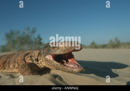 desert monitor, agra monitor (Varanus griseus), threatening desert monitor, Uzbekistan, Kyzylkum Stock Photo