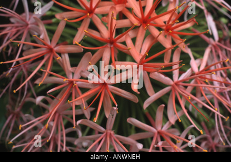 blood lily, cape tulip (Haemanthus katherinae, Scadoxus multiflorus ssp. katherinae), flowers Stock Photo