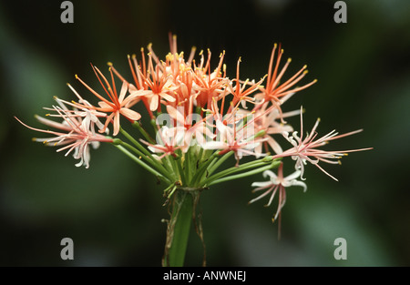 blood lily, cape tulip (Haemanthus katherinae, Scadoxus multiflorus ssp. katherinae), flowers Stock Photo