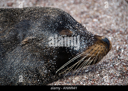 Young Galapagos see lion at the beach (San Christobal,Galapagos Islands, Ecuador) Stock Photo