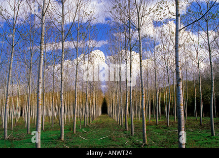 Avenue of silver Birch trees in a temperate landscape near Sienna Tuscany Italy Stock Photo