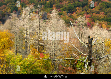 A view from Cherohala Skyway in late October at the peak of the Autumn leaf color season. Stock Photo