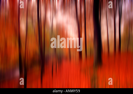 trees in forest autumn fall time golden brown yellow carpet of leaves  lake district england uk blurred movement abstract effect Stock Photo