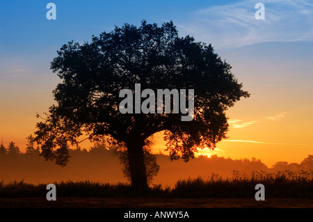 single tree sunrise misty sun rise behind silhouetted tree norfolk england uk Stock Photo